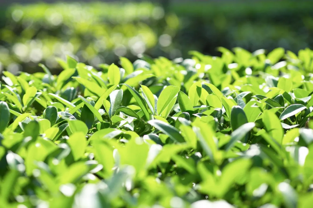 Green Production
